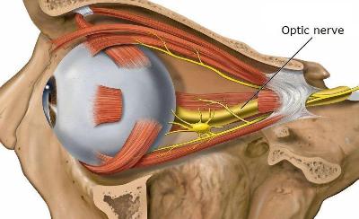 Optic Nerve